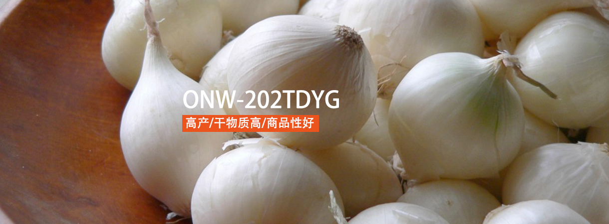 洋蔥202