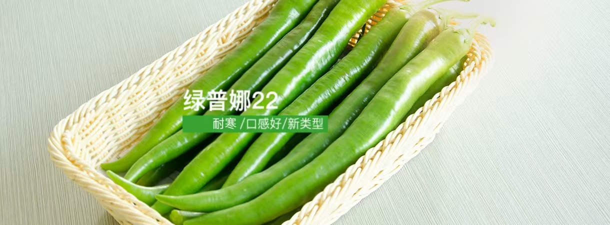 條椒22