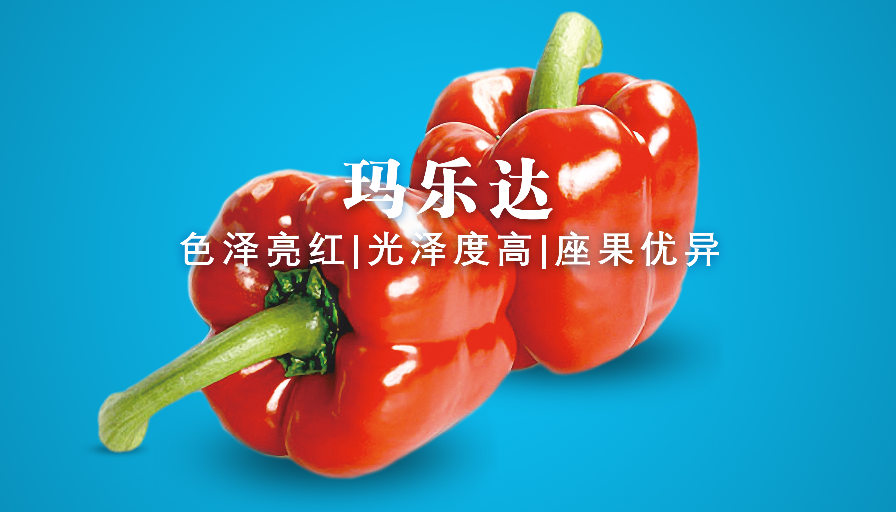 瑪樂(lè)達(dá)