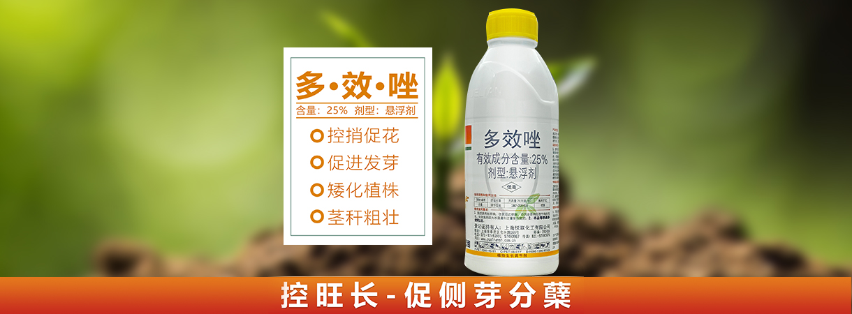 胡蘿卜