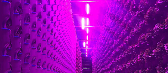 LED燈