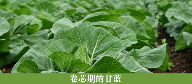 甘藍(lán)結(jié)球