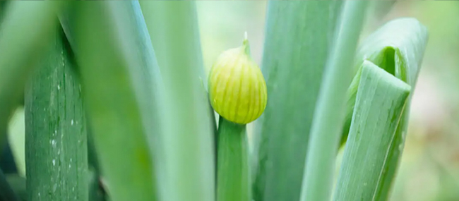 抽薹