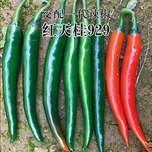紅天桂