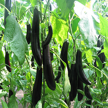 華普達(dá)
