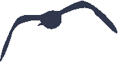 鳥兒9