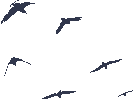 鳥兒10