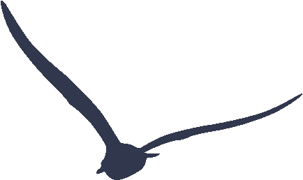 鳥兒11